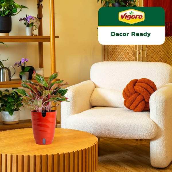 pictures of dracaena Dracaena deremensis 'Malaika'