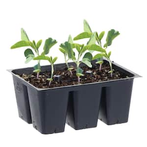 1.19 qt. Edamame Bean Plant (6-Pack)