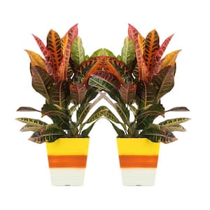 6 in. Croton Petra Live Plant in Candy Corn Decorative Container (2-Pack)