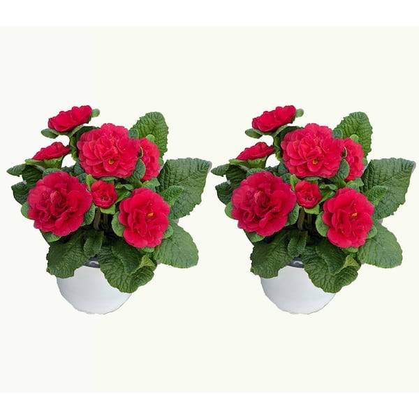 Unbranded Perennial Primrose Belarina Red 1.0 Qt. 2-Pack
