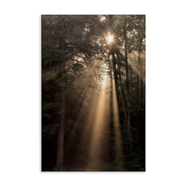 Stupell Industries Sunlight Through Tree Canopy by Lori Deiter Unframed Nature Graphic Art Print 24 in. x 16 in.