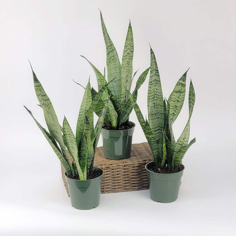 Large Indoor Black Grower Pot Snake Plant 3-Pack