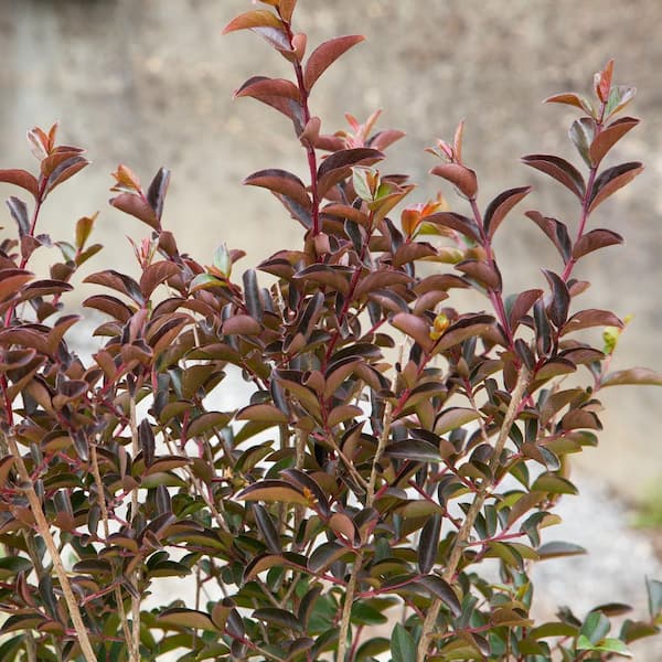 2 Gal. Delta Moonlight Crape Myrtle, Live Deciduous Tree, White Blooming Flowers