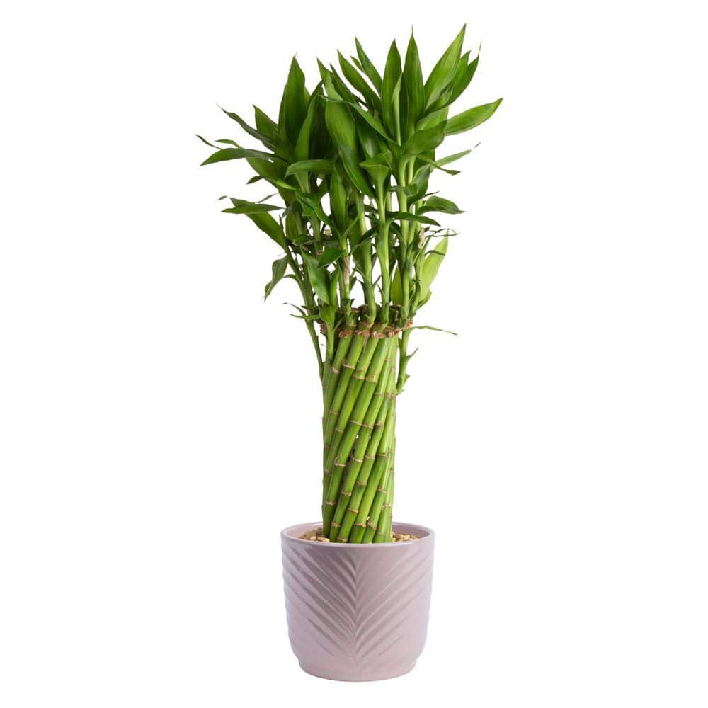 Costa Farms Grower's Choice Small Lucky Bamboo Indoor Plant in 3.5 in.  Beige Decor Planter, Avg. Shipping Height 1-2 ft. Tall BAMFLOBRSAMBTRQ -  The Home Depot