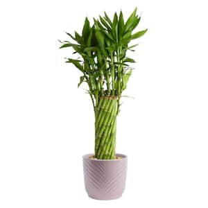 Costa Farms Grower's Choice Small Lucky Bamboo Indoor Plant in 3.4 in.  White Decor Planter, Avg. Shipping Height 1-2 ft. Tall BAMFLOBRSAMBPUR -  The Home Depot