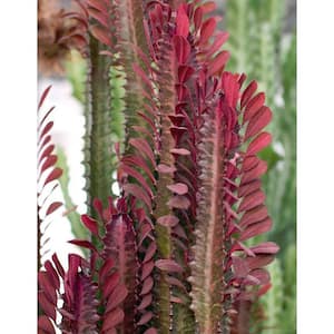 1 Qt. Cactus Royal Red Cathedral (Euphorbia Trigona Rubra) Live Plant in 4.7 in. Growers Pot (4-Pack)