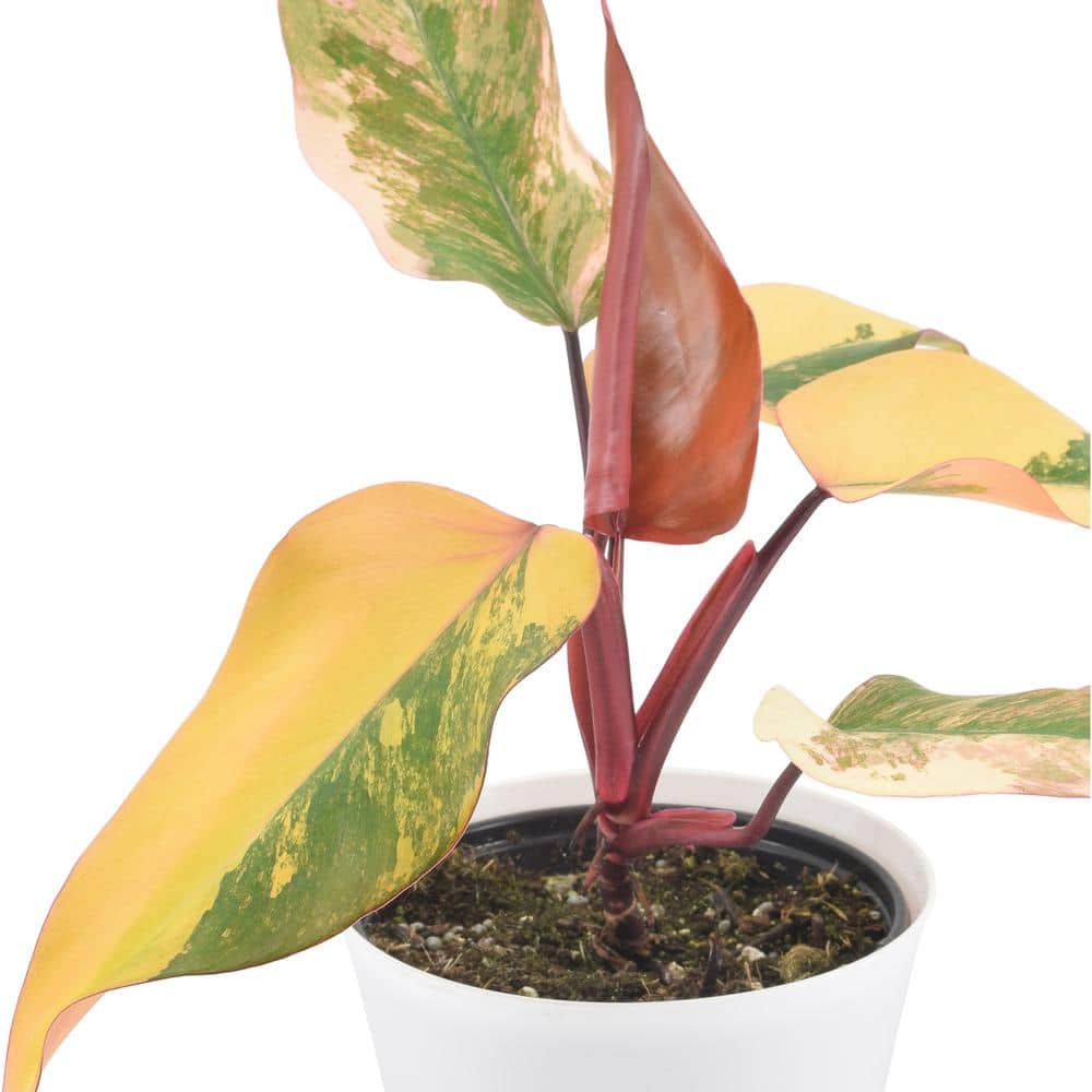 6" Strawberry Shake Philodendron in White Planter