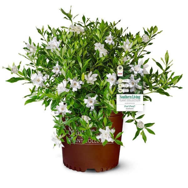 2 Gal. Fool Proof Gardenia, Evergreen Shrub with Pure White Blooms