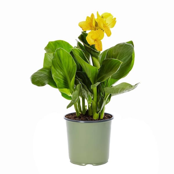 METROLINA GREENHOUSES 1.5 Gal. Yellow Canna Lily Cannova Perennial Plant (1-Pack)