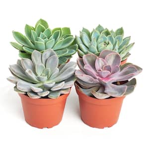 4 in. Rosette Succulent Collection Succulent (Collection of 4)