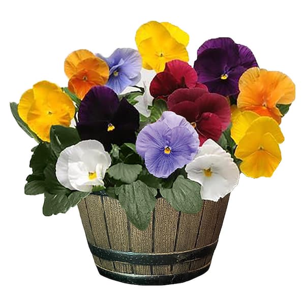 Unbranded 8 in. Pansy Annual Plant with Pastel Colored Blooms in Whiskey Barrel
