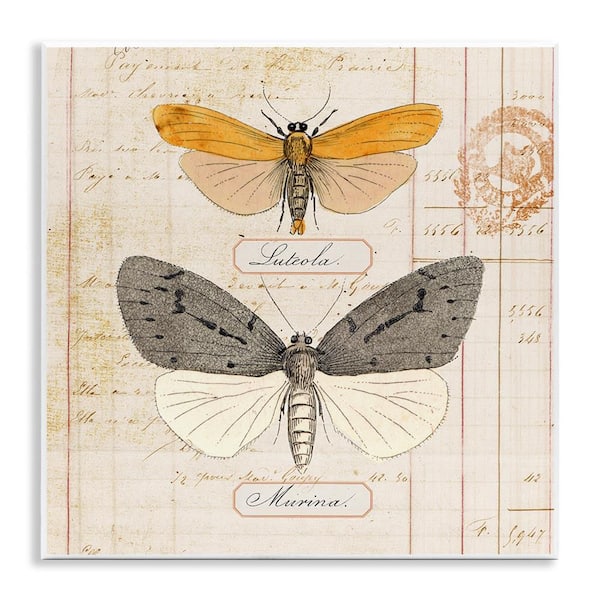 Stupell Industries Yellow and Grey Butterflies by Susan Arnot Unframed Animal Graphic Art Print 12 in. x 12 in.