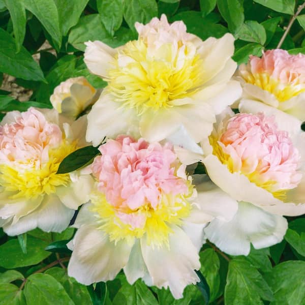 1 Gal. Pot, Honey Gold Peony Potted Yellow Flowering Perennial Plant (1-Pack)