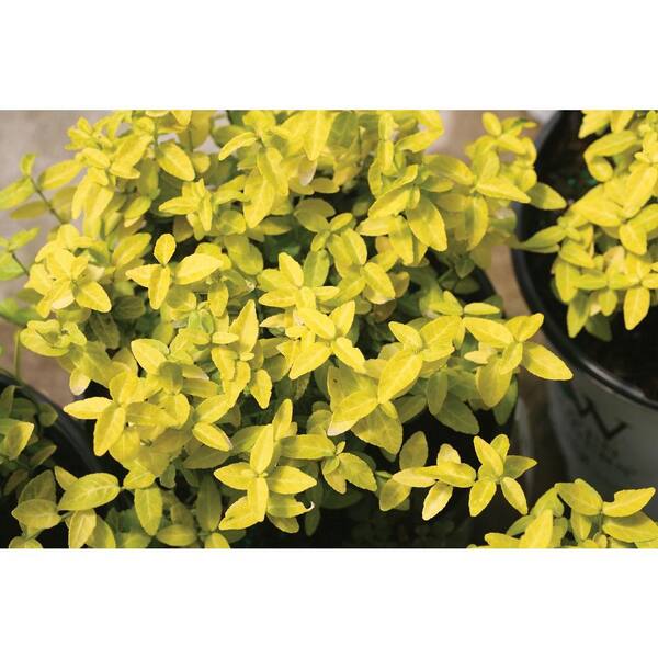 PROVEN WINNERS Goldy ColorChoice Euonymus 4.5 in. Quart