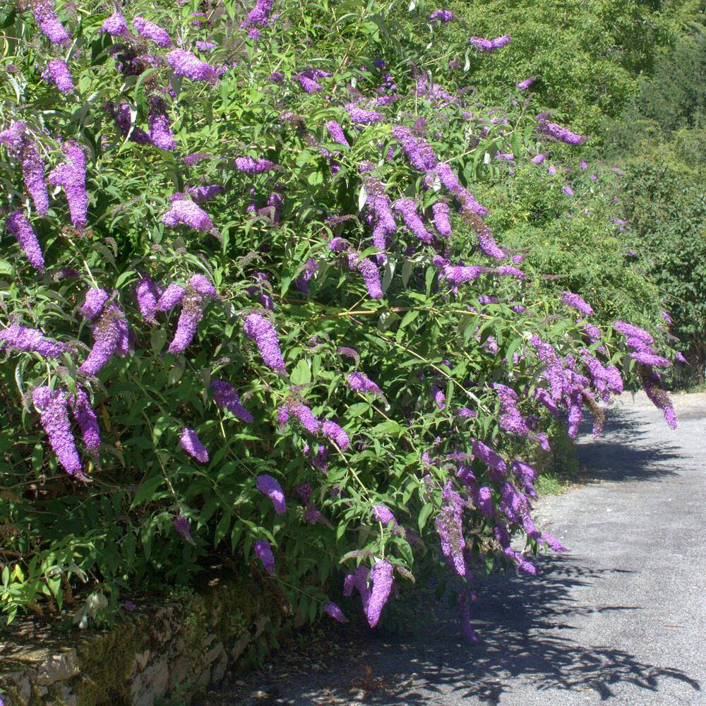national PLANT NETWORK 2 gal. Buddleia Ultra Violet Shrub Plant with