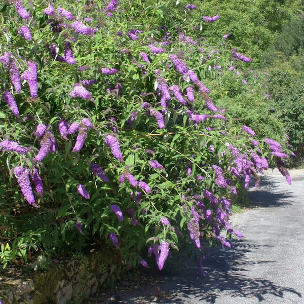 national PLANT NETWORK 2 gal. Buddleia Ultra Violet Shrub Plant with Purple Flowers