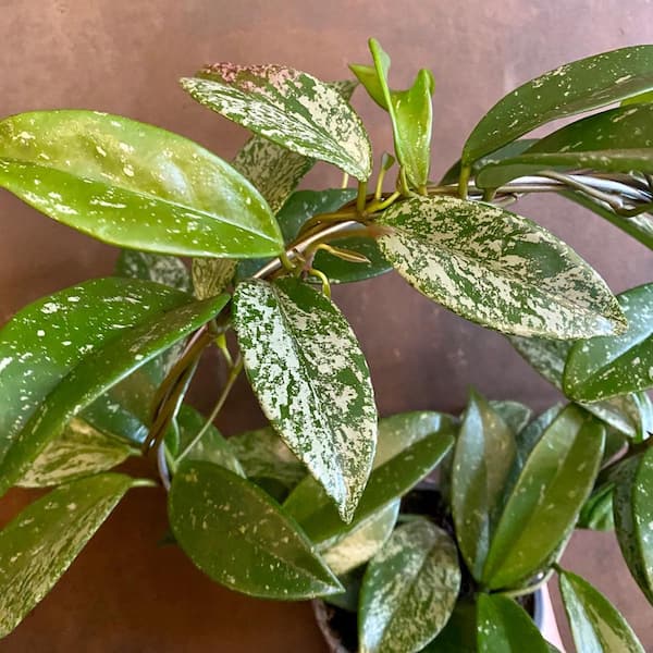 Wekiva Foliage Hoya Silver Splash Plant Hanging Basket - Live