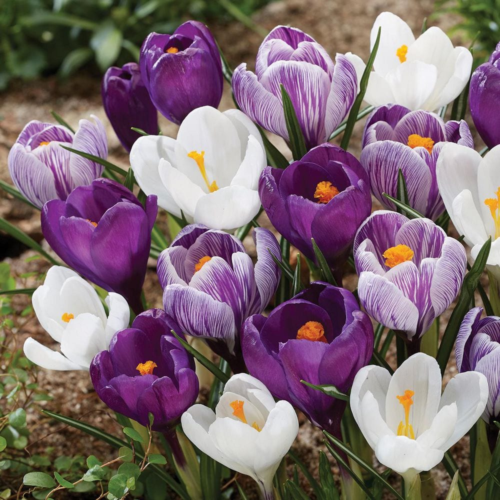 Crocus07  VAN ZYVERDEN Crocus Large Flowering Mix Dormant Bulbs 10060PHD