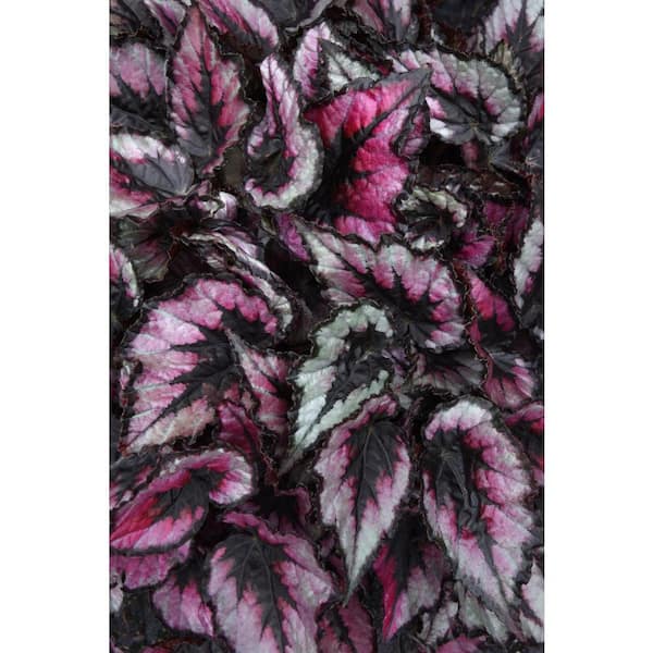 national PLANT NETWORK 4 In. Jurassic Dino Black Tie Rex Begonia Plants in Grower Containers (3-Piece)