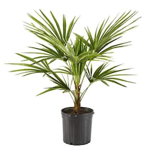 5 Gal. Windmill Palm Tree - Among the most cold hardy palm trees