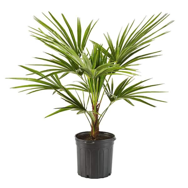 Online Orchards 5 Gal. Windmill Palm Tree - Among the most cold hardy palm trees