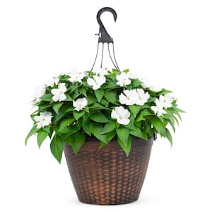 2 Gal. Compact White SunPatiens Impatiens Outdoor Annual Plant with White Flowers in 12 In. Hanging Basket