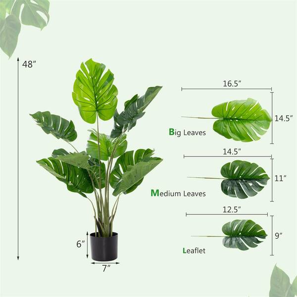 洋書 TROPICA: Exotic Plants and Trees Tropica: Color Cyclopedia of Exotic Plants and Trees: Graf