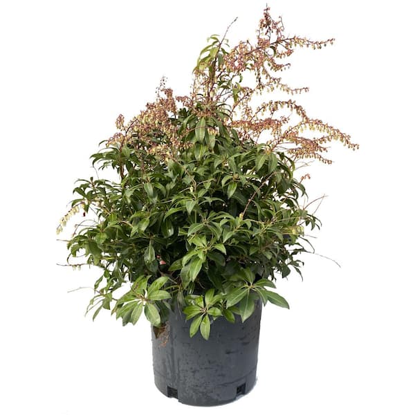 Buy Passion Frost Pieris Japonica, Free Shipping