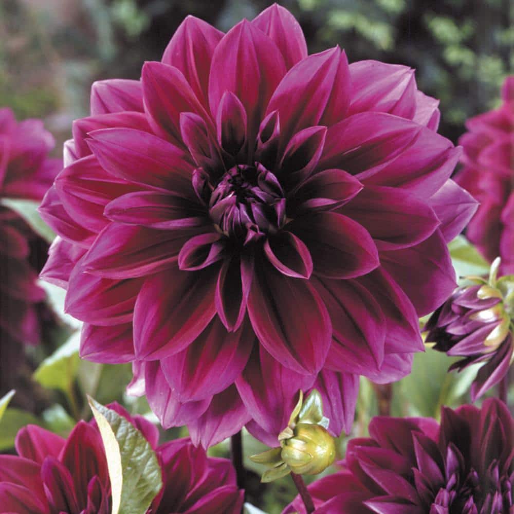 VAN ZYVERDEN Dahlias Thomas Edison Bulbs (Set of 5) 11224 VAN ZYVERDEN Dahlias Thomas Edison Bulbs (Set of 5) 11224