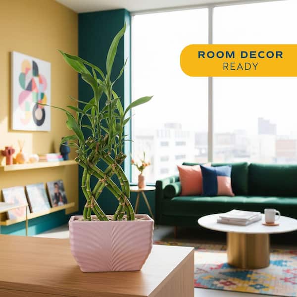 Costa Farms Grower's Choice Lucky Bamboo Indoor Plant in 5.5 in. Beige  Decor Planter, Avg. Shipping Height 1-2 ft.Tall BAMWVBRGALBLKSQ
