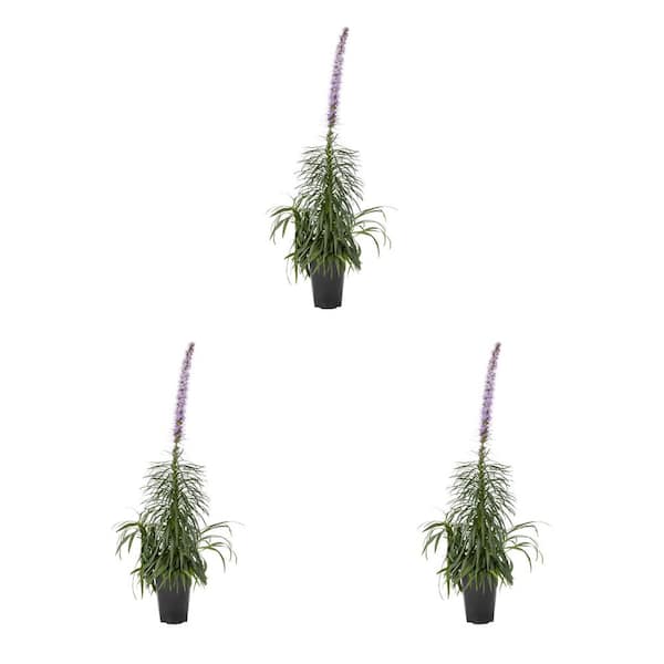 METROLINA GREENHOUSES 2 qt. Liatris Blazing Star Kobold Purple Perennial Plant (3-Pack)