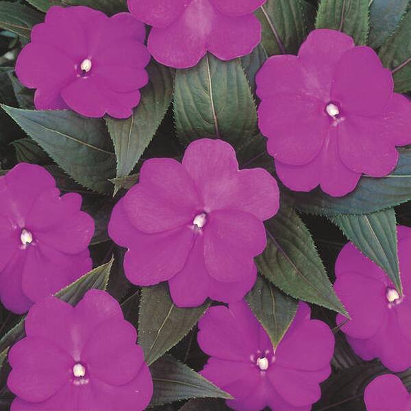 Vigoro 1.8 Gal. New Guinea Plant Purple Flowers in 11 in. Hanging Basket