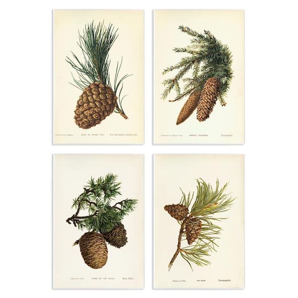 Stupell Industries Pinecone Latin Studies by Tina Higgins Designs, Inc. 4 Pieces Unframed Nature Graphic Art Print 19 in. x 13 in.