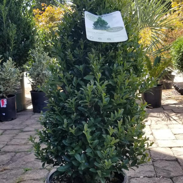 5 Gal. Arrow Point Japanese Holly (Ilex), Live Plant, Pyramidal Growth Habit, Glossy Foliage, Burgundy New Growth