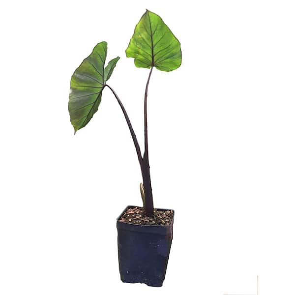 Daylily Nursery Black Stemmed Elephant Ear 1-Plant in a Quart Pot