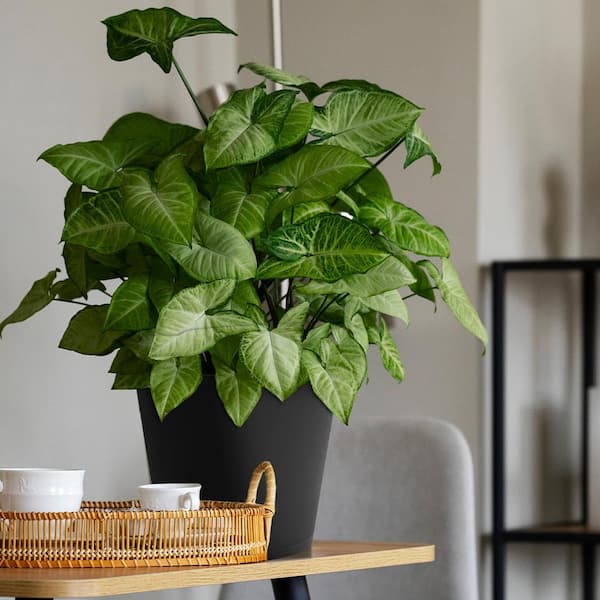 8 in. Kyra Small Black Plastic Planter (8 in. D x 7.3 in. H) with Attached Saucer
