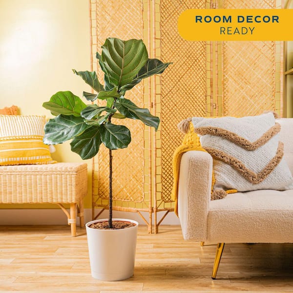 Costa Farms Fiddle Leaf Fig Indoor Plant in 10 in. Decor Planter, Average  Shipping Height 3-4 ft. Tall CO.FL11.3.CYL - The Home Depot