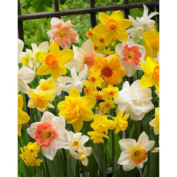 Bloomsz Premium Daffodil Mix Bulbs (50-Pack)