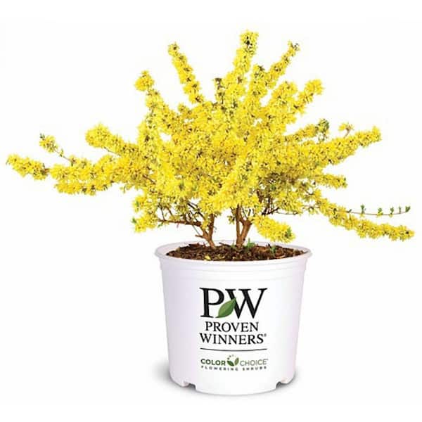 2 Gal. Forsythia Show Off Compact Live Deciduous Shrub With Early Spring Bright Yellow Flowers 1-Each