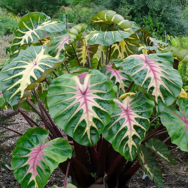 Garden State Bulb 7/9 in. Colocasia Waikiki Elephant Ear Bulbs (Bag of 1)