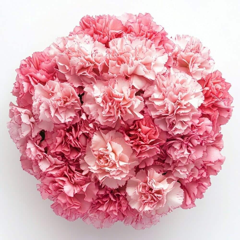 Globalrose Fresh Pink Valentine´s Day Carnations (200 Stems) carnations ...