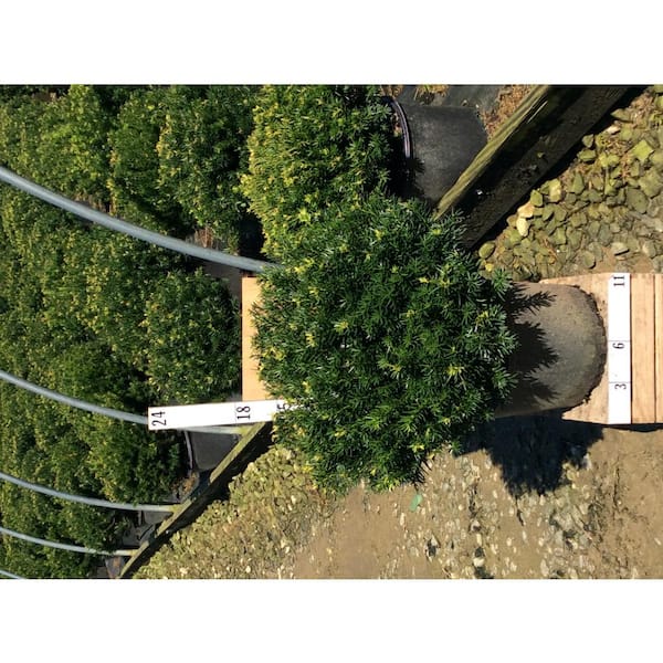 Unbranded 3 Gal. Densiformis Yew (Taxus Media Densiformis)