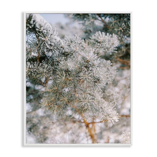 Stupell Industries Frosted Fir Tree Branches by Justine Milton 1 Piece Framed Graphic Print Nature Poster Art Print 14 in. x 11 in.