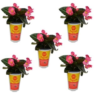 Big Begonia Bronze Leaf Annual Plant with Rose Colored Flowers (5-Pack)