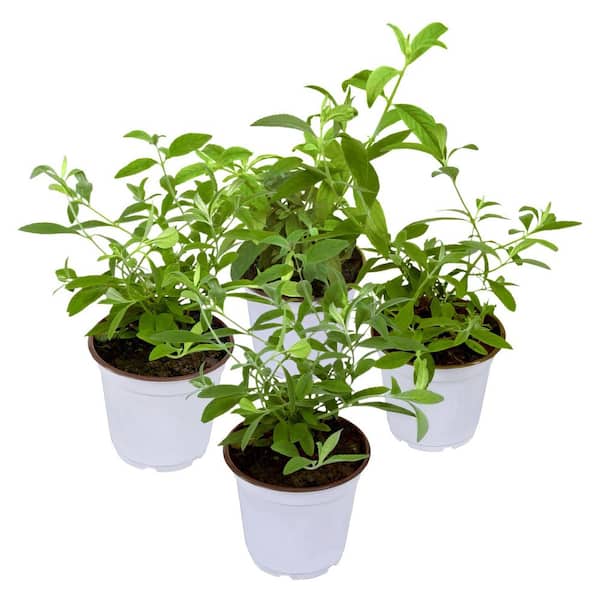 4 in. Triple Treat Butterfly Buddleia Flowering Shrub with Red-White-Purple Flowers (4-Piece)