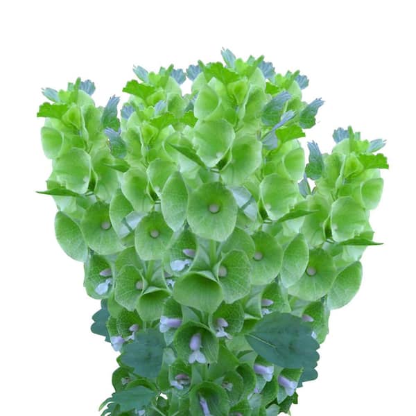 Globalrose 100 Stems of Bells of Ireland- Fresh Flower Delivery