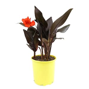 4 qt. Canna Lava Rock Lily Garden Perennial Outdoor Plant with Red Blooms in Grower Pot