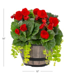 1 Gal. Begonia Combo in Decorative Planter Red Annual Plant (1-Pack)