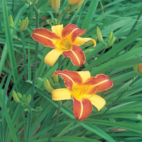 Unbranded #1 Eenie Allegro Yellow and Pink Daylily Plant