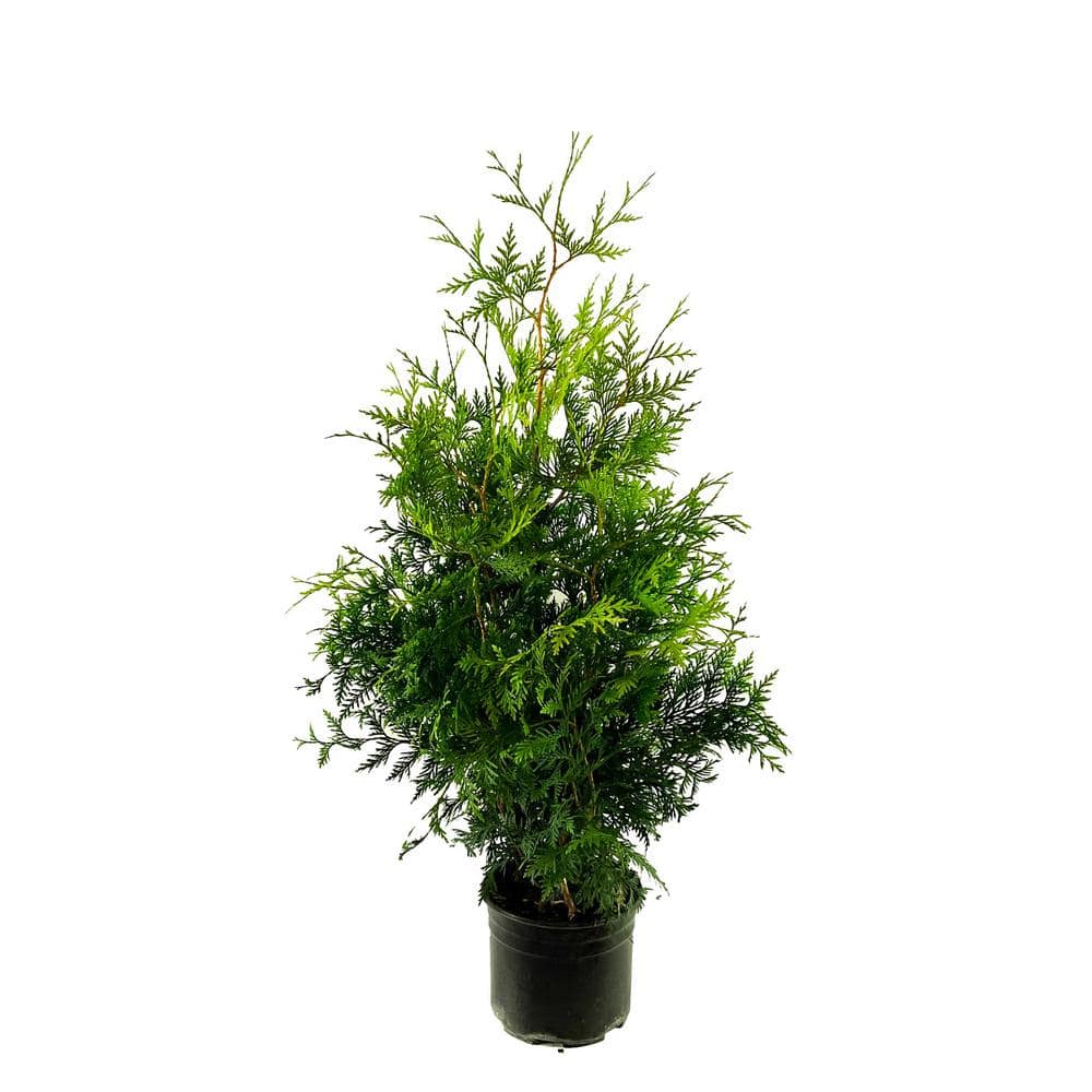 2.25 Gal. Green Giant Arborvitae (Thuja) Live Evergreen Shrub ...